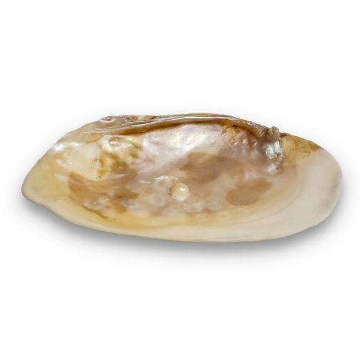 Natural Pearl Shell Tray – Elegant Caviar or Jewelry Display Dish